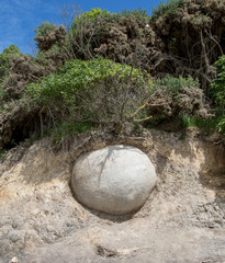 Single Moeraki boulder stuck in a cliff face South Island New Zealand