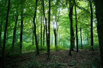 Sunlight through densely packed trees in Haagse Bos, forest in The Hague