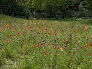 Wildflowers in field