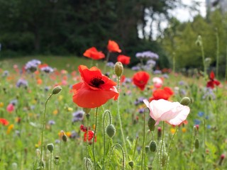 Wildflowers in field