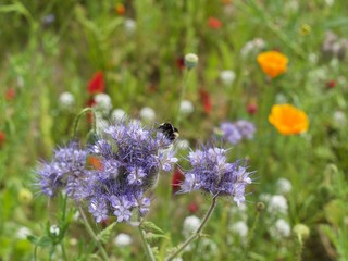 Purple wildflowers in field