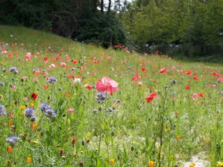 Wildflowers in field