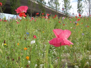 Wildflowers in field