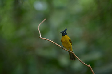 Black-crested Bulbul, Beautiful bird in Thailand
