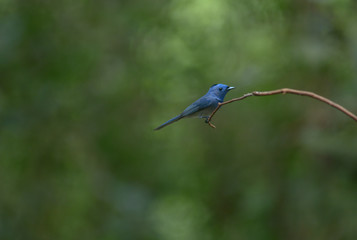 Black-naped Monarch, Beautiful bird in Thailand.