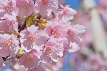 青空を背景に早咲きのピンク色の桜（河津桜）の花