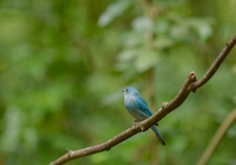 Verditer Flycatcher , Blue bird, Beautiful bird in Thailand.