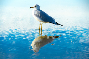 Seagull on the beach with her reflection on the water, before sunset time. California, San Diego, La Jolla Beach