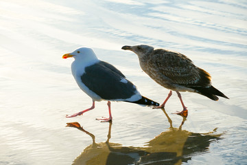 Seagull on the beach, California, San Diego, La Jolla Beach