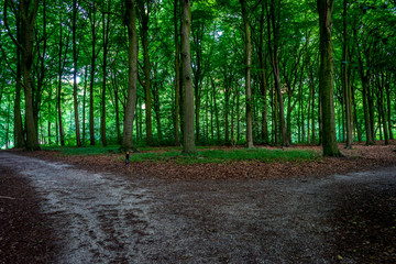 A muddy path diverges in Haagse Bos, forest in The Hague