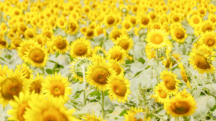 Obraz premium ひまわりの群生