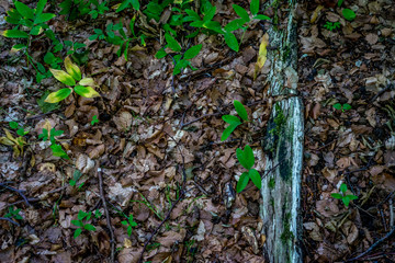 old leaves on the ground in Haagse Bos, forest in The Hague