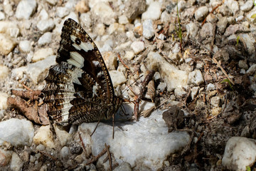 White Forest Porter