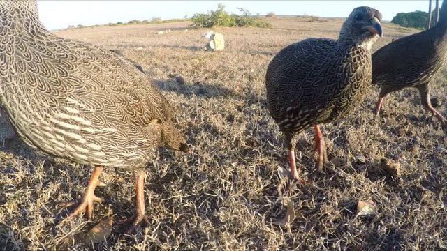 Cape spurfowl or francolin actively feeding in the morning light CLOSE UP