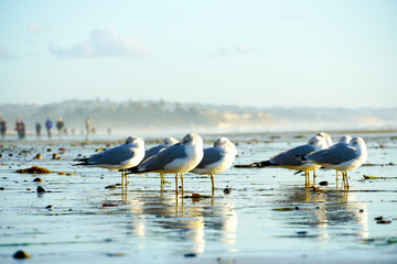 Group op seagulls on the beach during sunset. Sunset seagull silhouette with the sea on the background.