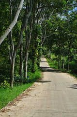 Walking path in forest