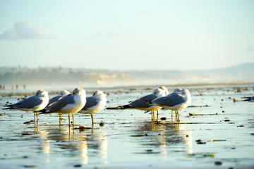 Group op seagulls on the beach during sunset. Sunset seagull silhouette with the sea on the background.