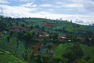 Top view of plantation