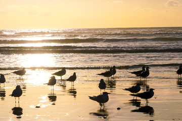 Group op seagulls on the beach during sunset. Sunset seagull silhouette with the sea on the background.