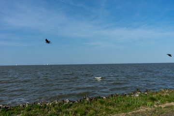 Netherlands,Wetlands,Maarken, a bird flying over a body of water