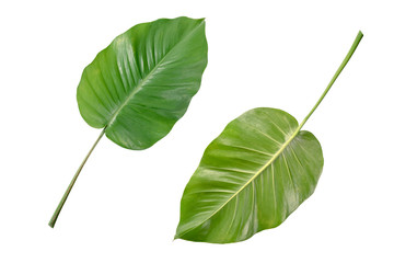 Obraz premium Green leaves isolated on white background.