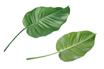 Fototapeta  Tropical green leaf isolated on white background obraz