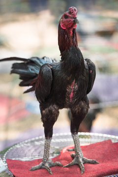 Red Fighting gamecock or Thai Chicken