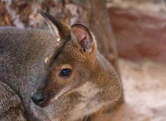 Small Wallaby in a thailand zoo