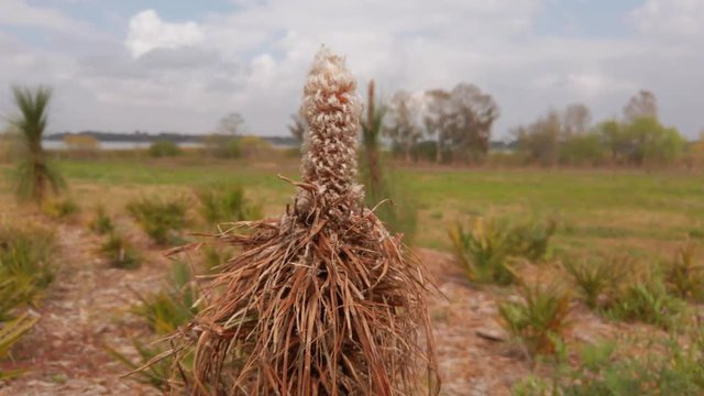 a shot of this plant dying from the cold in 4k