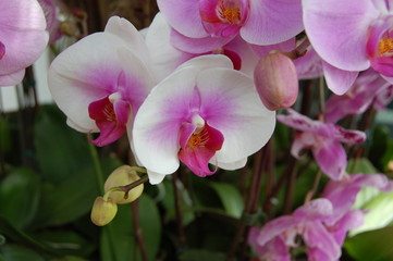 pink moth orchid