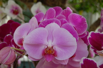 Obraz premium różowa orchidea w ogrodzie