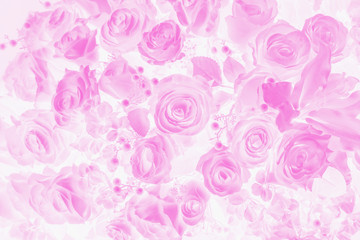 rose flower in pink tone color background.