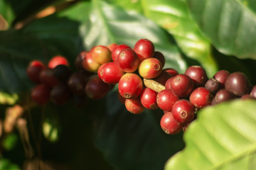 Fresh organic red raw and ripe coffee cherry beans on tree, agriculture plantation in North of Thailand.