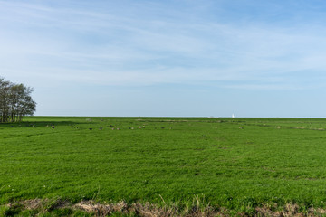 Fototapeta na wymiar Netherlands,Wetlands,Maarken, a close up of a lush green field