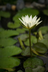 White Water Lily at sun light