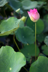 Young pink Lotus flower bud