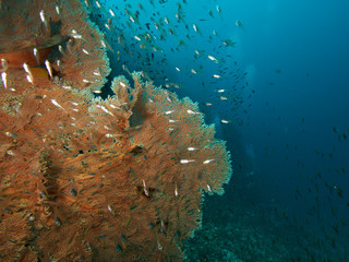 Plongée .Thailande