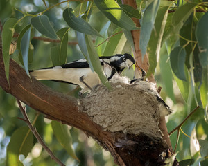 Peewee or Magpie-lark (Grallina cyanoleuca) feeding its chicks in the nest - native to Australia