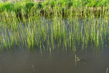 Netherlands,Wetlands,Maarken, a pond next to a body of water