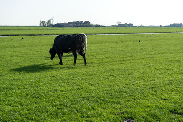 Netherlands,Wetlands,Maarken, a cow grazing on a lush green field