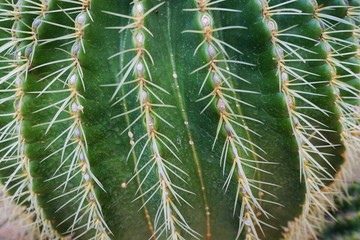 Thorns of golden barrel cactus (echinocactus grusonii), Abstract bacground