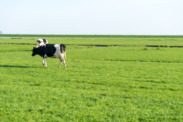 Netherlands,Wetlands,Maarken, a cow standing on top of a lush green field