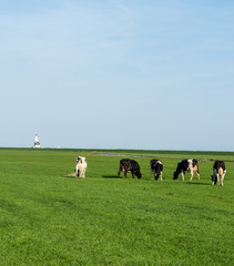 Naklejka premium Netherlands,Wetlands,Maarken, a group of people standing on a lush green field