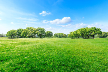 Green grass and forest landscape in city park