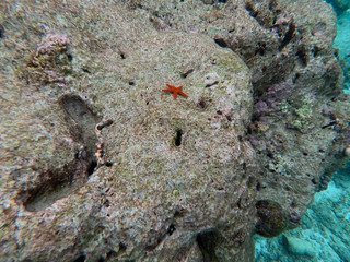 Fototapeta premium star fish on coral reef