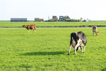 Netherlands,Wetlands,Maarken, HORSES GRAZING IN A FIELD