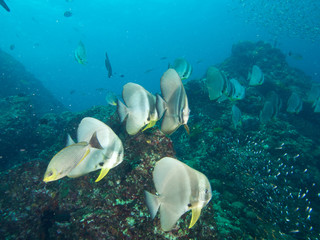 Plongée .Thailande