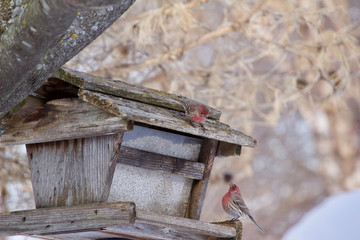 A pair of purple house finches perch at an old rustic bird feeder in winter