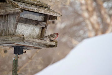 A purple house finch perches at an old rustic bird feeder in winter