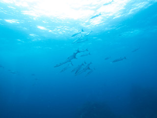Plongée .Thailande